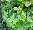 euonymus-fortunei-emerald-n-gold-level-arnyekban