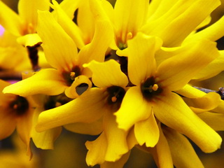 forsythia-x-intermedia-aranycserje-virag