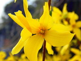 A Beatrix Farrand kerti aranycserje részletes leírása és vásárlási lehetőség forsythia-x-intermedia-beatrix-farrand