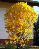 A Lynwood kerti aranycserje részletes leírása és vásárlási lehetőség forsythia-x-intermedia-lynwood