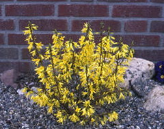 forsythia-x-intermedia-minigold-aranycserje