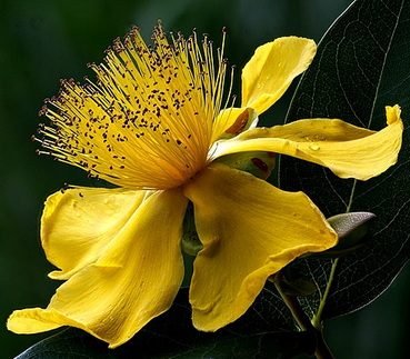 hypericum-calycinum_orokzold-orbancfu