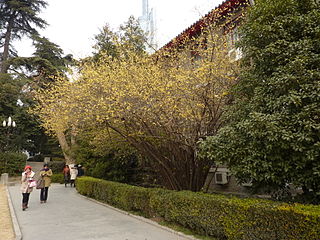 jasminum-nudiflorum-nanjing-university
