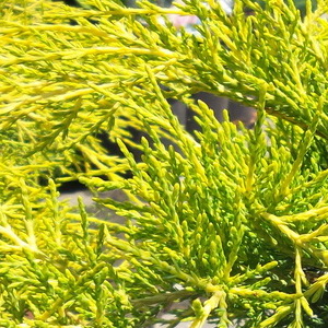 juniperus-chinensis-armstrong-gold-terulo-boroka