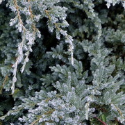juniperus-squamata-blue-carpet-kuszoboroka