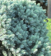 juniperus-squamata-blue-star-torpe-boroka