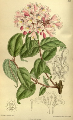 kolkwitzia-amabilis_viraglonc-abra