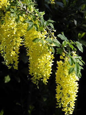 laburnum-wiki-goldregen