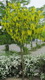 laburnum-x-watereri-aranyeso