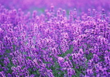 lavandula-angustifolia_levendula-rosea