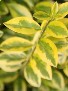 ligustrum-ovalifolium-aureum_arany-fagyal