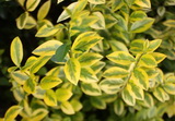 ligustrum-ovalifolium-aureum_arany-fagyal