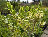 ligustrum-ovalifolium_argenteovariegata_ezust-fagyal