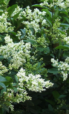 ligustrum-ovalifolium_telizold-fagyal-viragzik