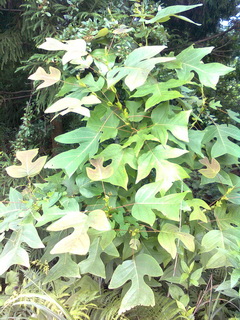 liriodendron-chinense