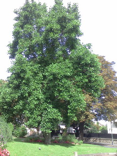 liriodendron-tulipifera