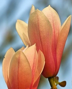 magnolia-concinnia-sunrise