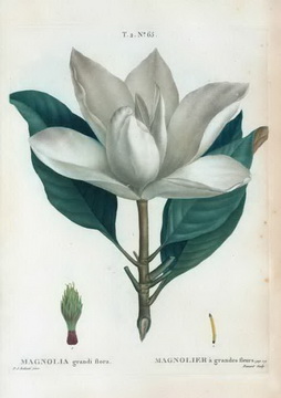 magnolia-grandiflora-abra-par-pierre-joseph-redoute