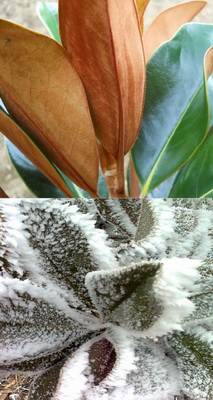 magnolia-grandiflora-d-d-blanchard-levele-nyar-es-tel