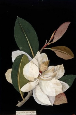 magnolia-grandiflora-delany-rajz