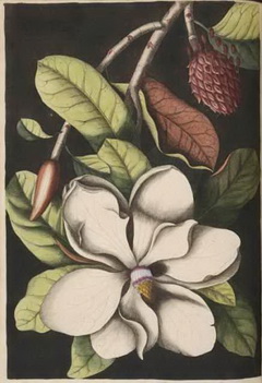 magnolia-grandiflora-edit-abra