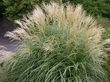 miscanthus-sinensis-gracillimus