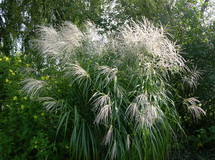 miscanthus-sinensis-silberfeder