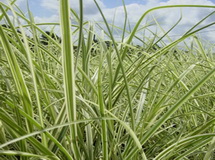 miscanthus-sinensis-variegatus