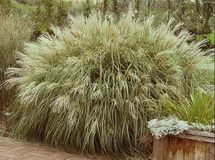 miscanthus-sinensis-yaku-jima