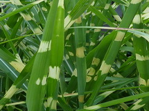miscanthus-sinensis-zebrinus