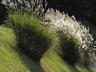 miscanthus-sinensis_kinai-viragosnad