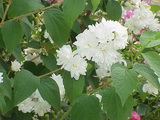Virginal philadelphus-virginalis-virginal