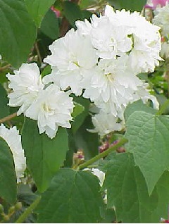 philadelphus-virginalis_telt-viragu-jezsamen
