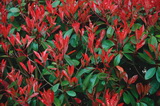 Corallina részletes bemutatása, és vásárlási lehetőség photinia-fraseri-corallina-korallberkenye-