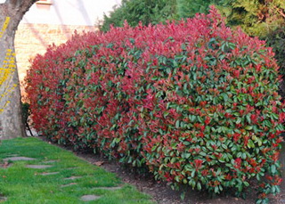 photinia-fraseri-red-robin-korallberkenye