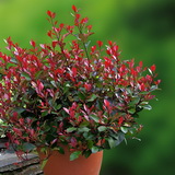 Little Red Robin részletes bemutatása és vásárlási lehetőség photinia-serrulata-little-red-robin