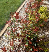 Carre Rouge photinia-x-fraseri-carre-rouge