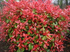 photinia-x-fraseri-little-robin