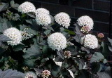 physocarpus-opulifolius-diablo-holyagvesszo