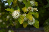 physocarpus-opulifolius-luteus-holyagvesszo