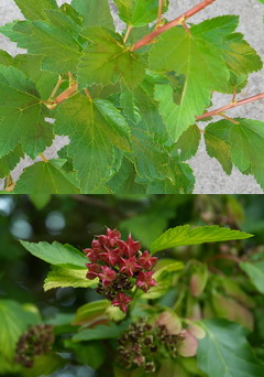 physocarpus-opulifolius_holyagvesszo-level-termes