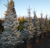 picea-pungens-edith-250-300-cm-168x160.jpg