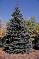 picea-pungens-hoopsii-ezustfenyo