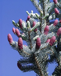 picea-pungens-virag