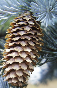 picea-pungens_ezustfenyo-toboz