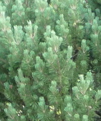 pinus-mugo-mops-torpefenyo