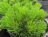 pinus-mugo-var-pumilio_torpefenyo
