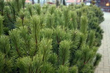pinus-mugo_torpefenyo
