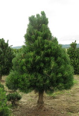 pinus-nigra-austriaca