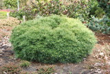 'Minima' simafenyő pinus-strobus-minima